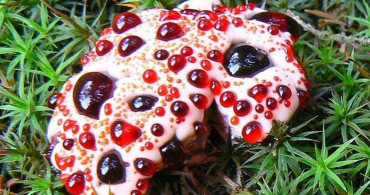 Bu Mantara Dikkat! Kanayan Diş Mantarı Asla Almayın