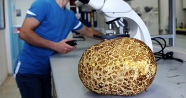 Muğla’da 3 Kilo 116 Gram Ağırlığında Puf Mantarı Bulundu