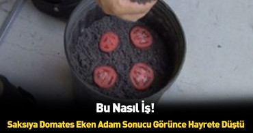 Saksıya domates dilimleri koydu sonuca kendi bile inamadı