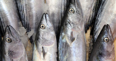 Sezonun Balığı Palamutu Tüketmenin Yararı Nedir?