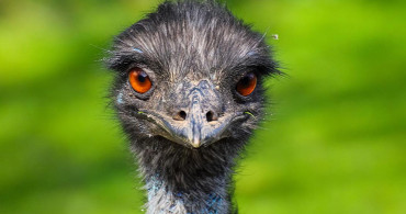 Emu Yağı Saç Çıkartıyor!