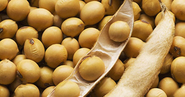 Soya Fasulyesinin Muhteşem Yararları