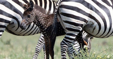 Objektife Takılan Beyaz Lekeli Nadir Görülen Zebra Yavrusu
