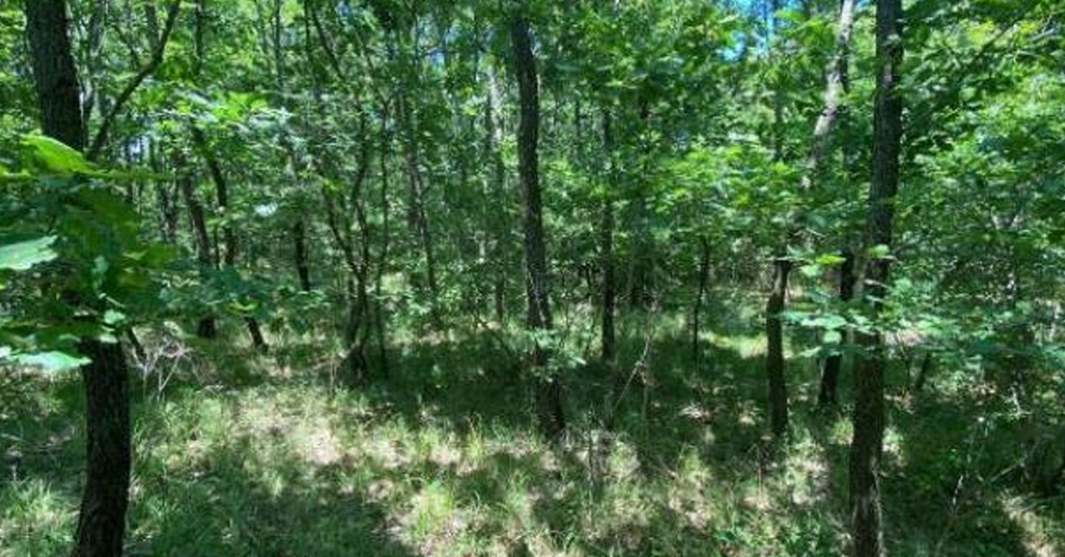 Görgü tanığı çıktı