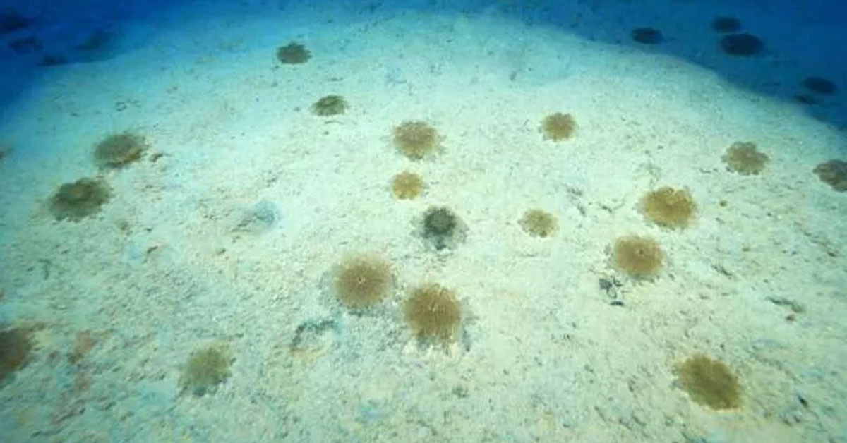 DİKKAT EDİN: SU BİTKİSİ GİBİ GÖRÜLEBİLİYOR 