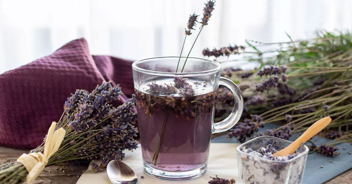 Karabaş otu çayı nasıl yapılır?