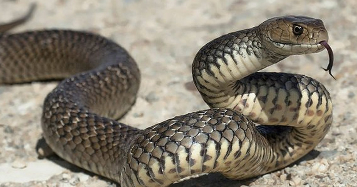 Farklı bölgelere yayılıyor