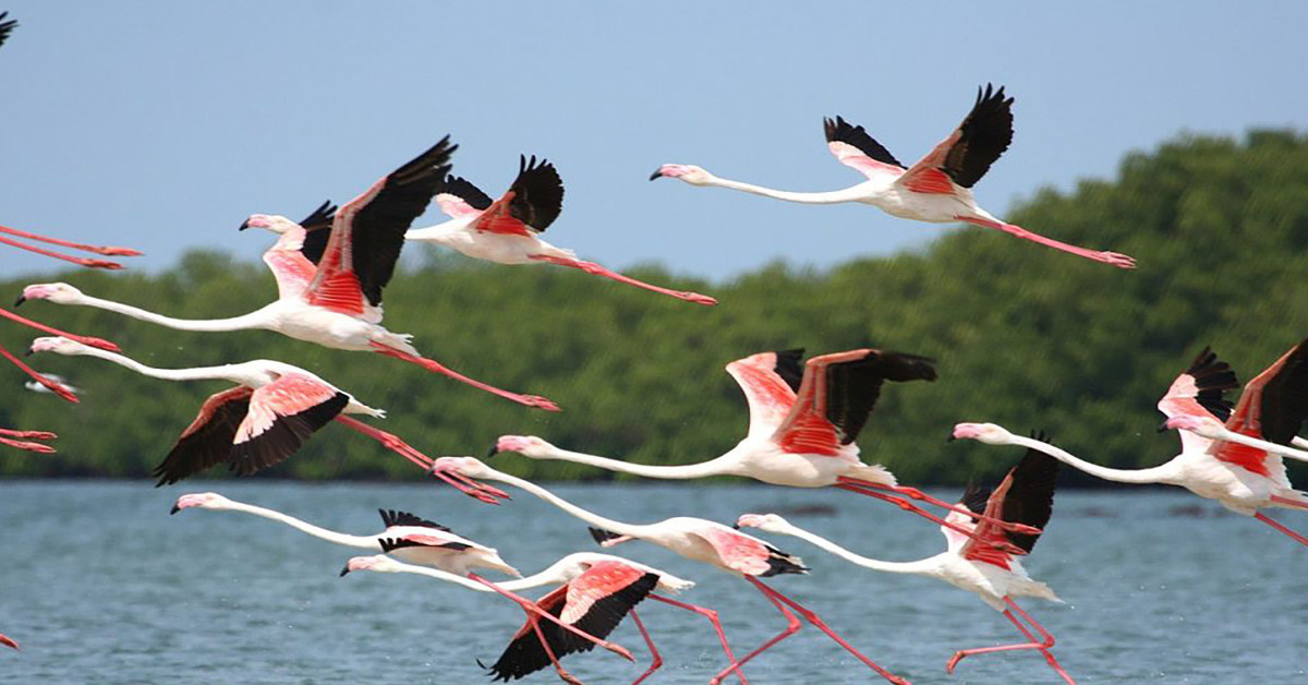 GİNE BİSSAU YABAN HAYATI