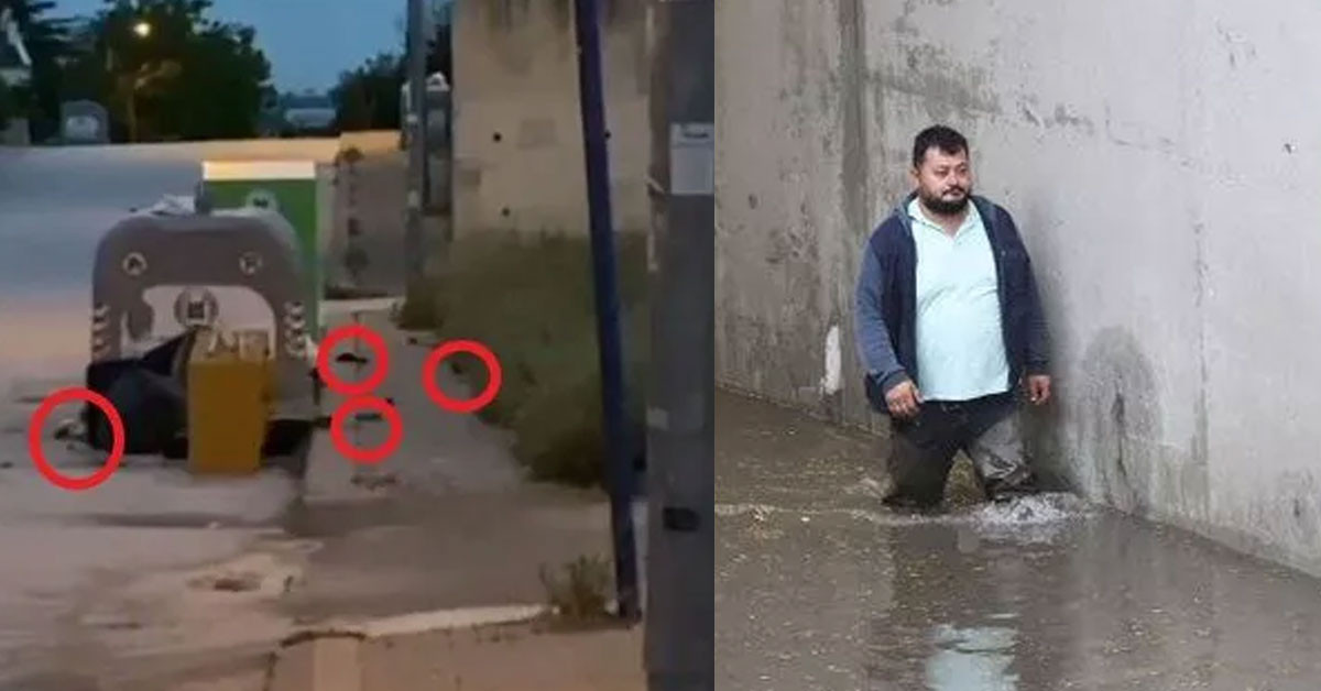 Ankara sokaklarını fareler bastı