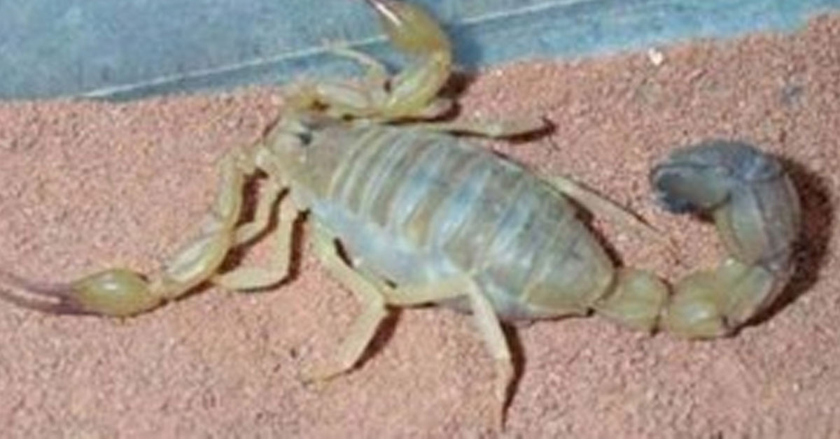 Sırtlarından doğurmaz