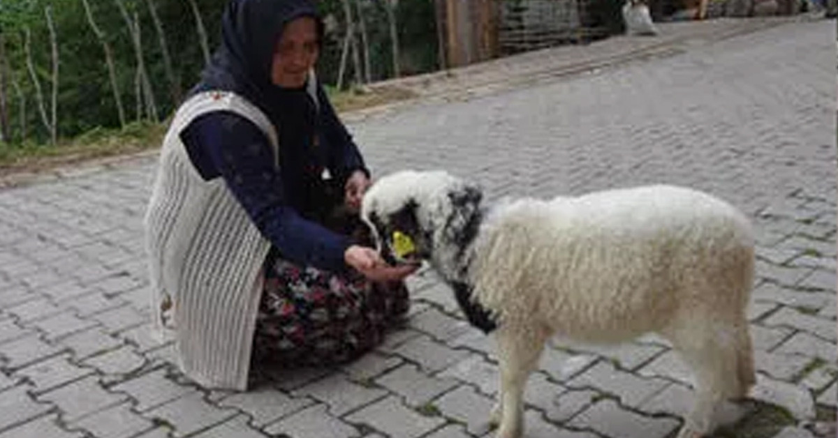 Kuzu sahiplenmek istedi