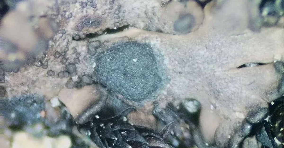 3 Yeni Antarktik Mantar