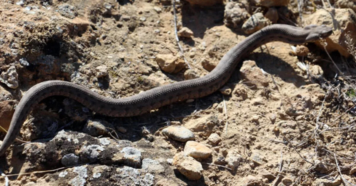 Yaz aylarının korkulu rüyası