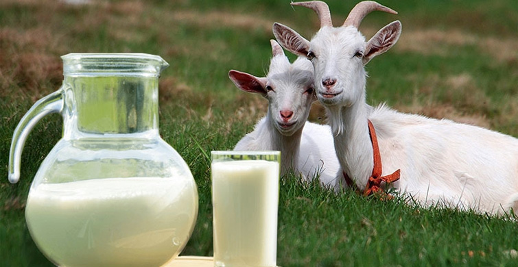 Keçi Sütü