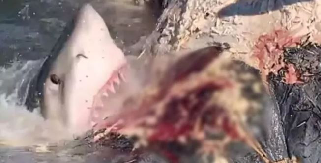 KÖPEK BALIKLARI KATİL BALİNADAN KORKUYOR!