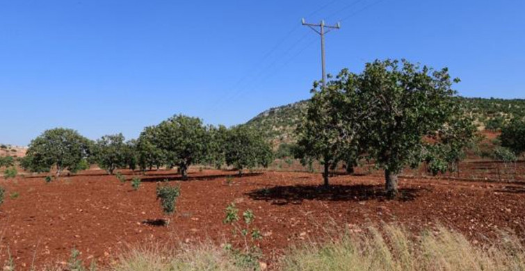 Şanlıurfa'da 8 Yaşında Tarlada Vurulan Çocukla İlgili Gerçek Ortaya Çıktı