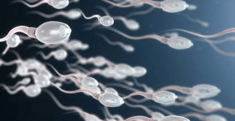 Sperm Sayısını Artırmak İçin Gerekli Besinler!