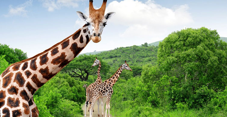 Vizesiz Ülkelerden Güney Afrika Cumhuriyeti!