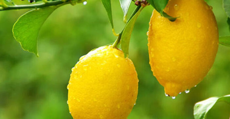 Limon Hamilelik Lekelerini Geçiriyor!