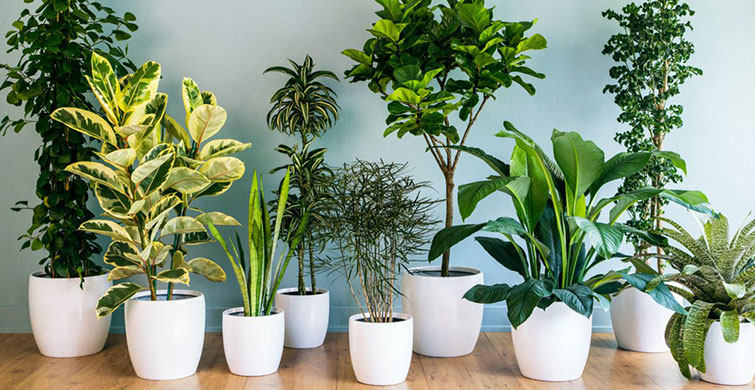 Bereket İçin Feng Shui Önerileri