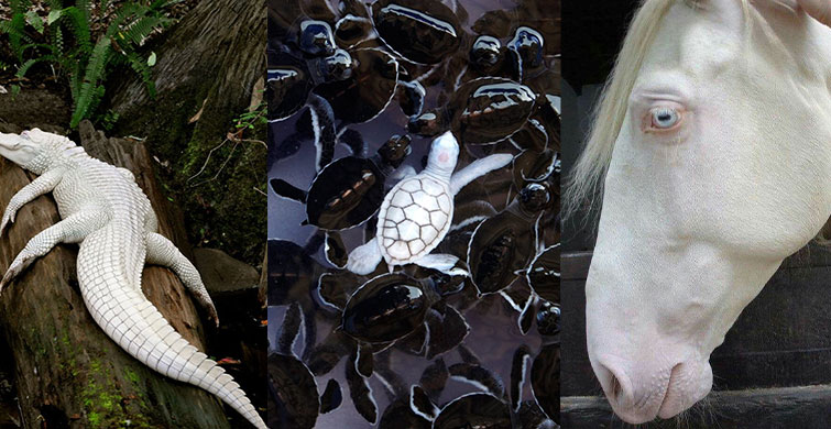 Başka Bir Gezegenden Gibi Görünen 10 Albino Hayvan