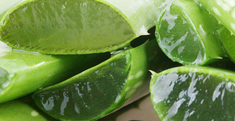 Solmuş Aloe Vera Nasıl Canlanır?