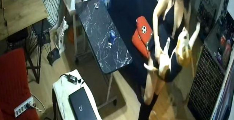 Antalya'da Abiyeli Hırsızlar İskoç Cinsi Kediyi Bile Çaldı