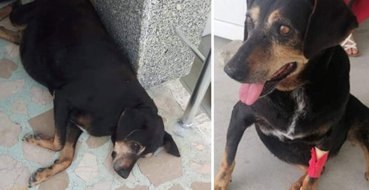 Antalya'da Rezalet Olay! 'Köpeğe Tecavüz Etti, Görenleri İse 'Git Buradan' Diye Kovdu