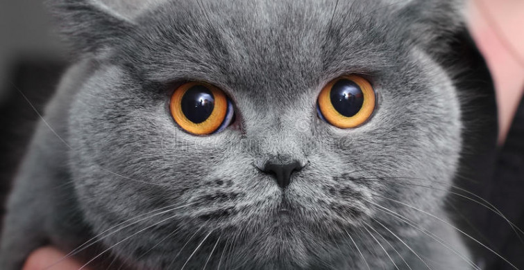 En Tatlı Kedi Cinsleri