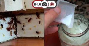 Bunu Evinizin Köşesine Koyun Hamam Böceklerinin Sonu Gelsin!
