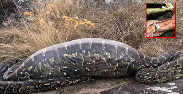 Buzağı yediği sanılan yılanın karnından çıkanlar herkesi dehşete düşürdü