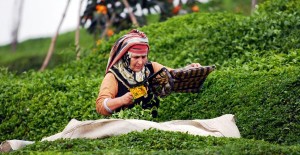 Doğu Karadeniz’de Yaş Çay Hasadı Bugün Başladı!