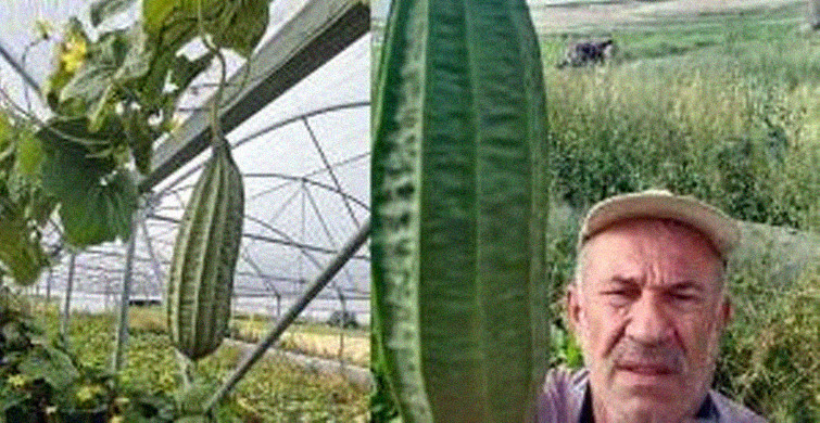 Devasa Boyuta Ulaşıp Görenleri Hayrete Düşüren Meyve ve Sebzeler