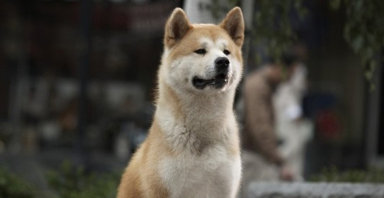 Koşulsuz Sadakate Sahip Köpek Cinsleri
