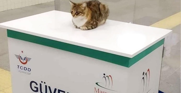 Trol Kediler İş Başında!