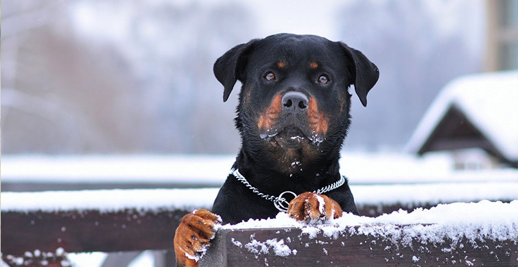Özel Yeteneklere Sahip 10 Korkusuz Köpek Türü
