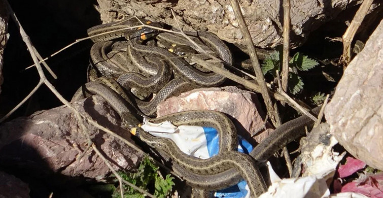 Havalar ısındıkça yılanlar çığrından çıktı sokaklar önü yılan kaynıyor... Tokat'ta korkunç görüntü yetkililer hangisine koşacak