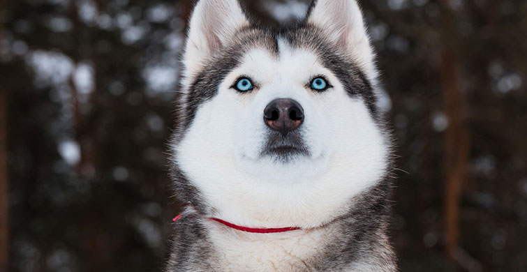 Sadece Husky Sahiplerinin Anlayabildiği 10 Şey