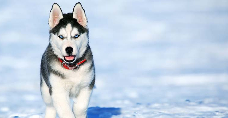 İnsanların En Sadık Dostu Köpeklerin Duygu Yüklü Anları