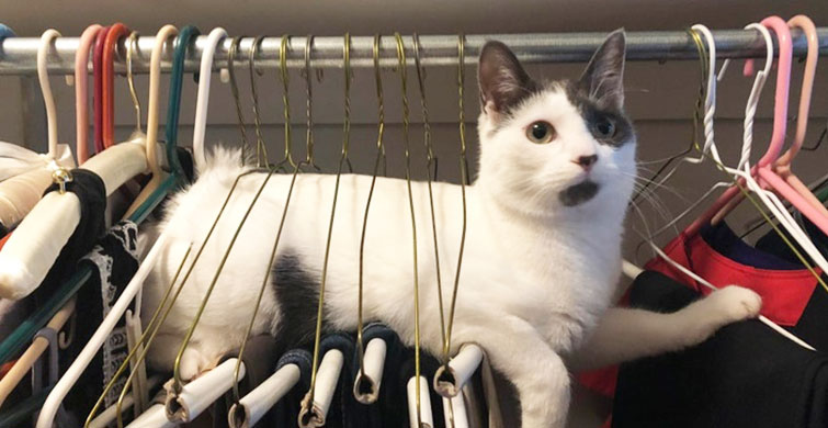 İnsanlar, Kedi ve Köpeklerinin Histerik Tuhaflıklarını Paylaşıyor! Sizinkiler de Kaçık mı?