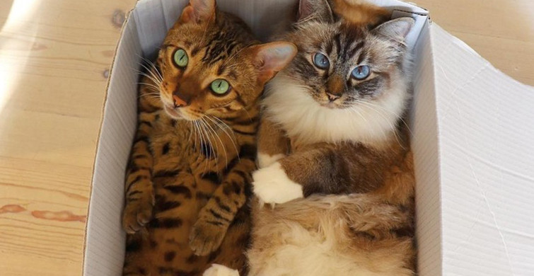 Mutluluk Seviyenizi Arttıracak 7 Yaramaz Kedi Fotoğrafı