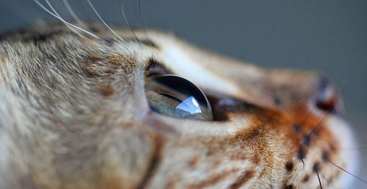 Mükemmeliyetiyle Herkesi Sersemletebilecek 7 Enfes Fotoğraf