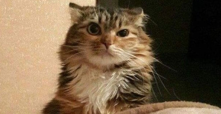 Sadece Kedi Sahiplerinin Karşılaşacağı 8 Durum