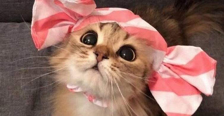 Kedileri Diğer Hayvanlardan Ayıran 9 Baskın Özellik