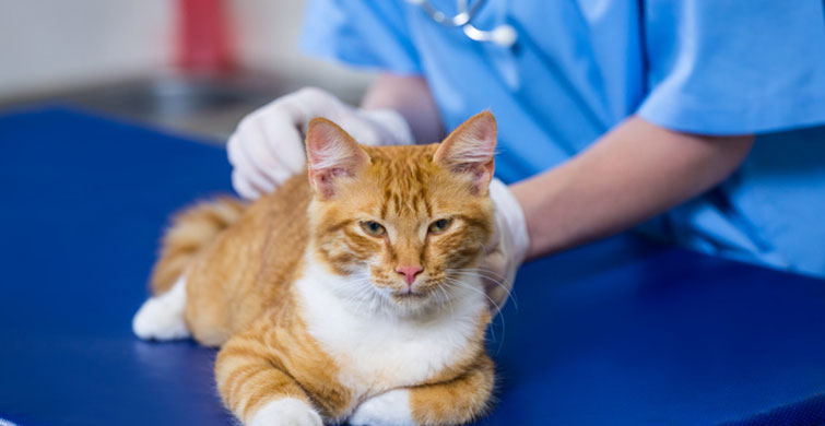 Kedi Sahiplerinin Yapmayı Bırakması Gereken 7 Hata