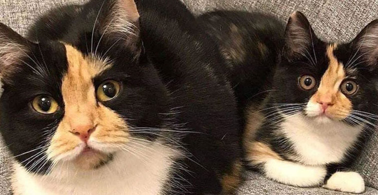 Kedi İzlemek Mutluluğun Doğrudan Anahtarı