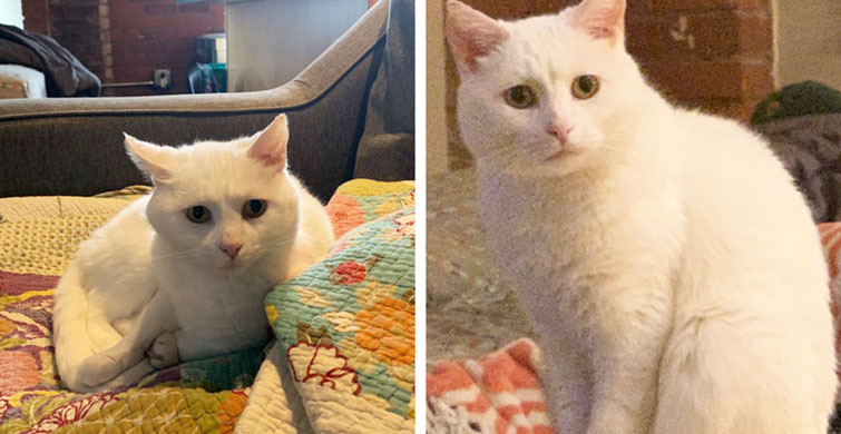 İçlerinde İnsan Olduğunu Düşündüren 14 Kedi Davranışı 