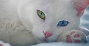 Kedi Cinsleri Hakkında Bilmeniz Gereken Herşey
