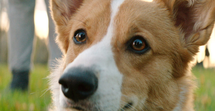Küçük Çocuklar Eğlence Sandılar Ve Köpeğe Eziyet Ettiler