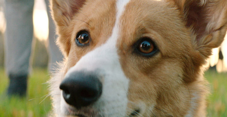 Çocukların Eğlence Niyetine Köpeğe Yaptıkları Eziyet